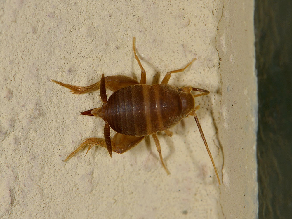 Myrmecophilidae?